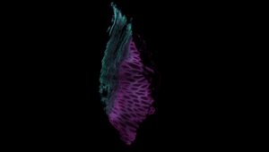 This is a fluorescence image of a colon sample taken after undergoing a tissue clearing process, captured using Light Sheet Microscopy