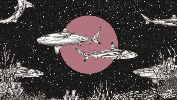 Faszination Haie - Illustration von Michèle Ganser