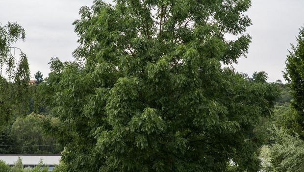 Park mit Baum und zwei Studentinnen, die auf Bank sitzen