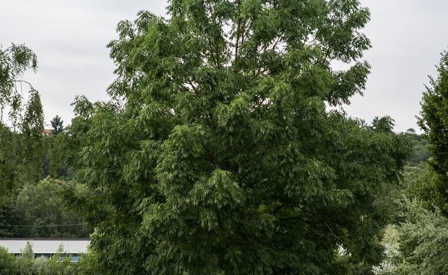 Park mit Baum und zwei Studentinnen, die auf Bank sitzen